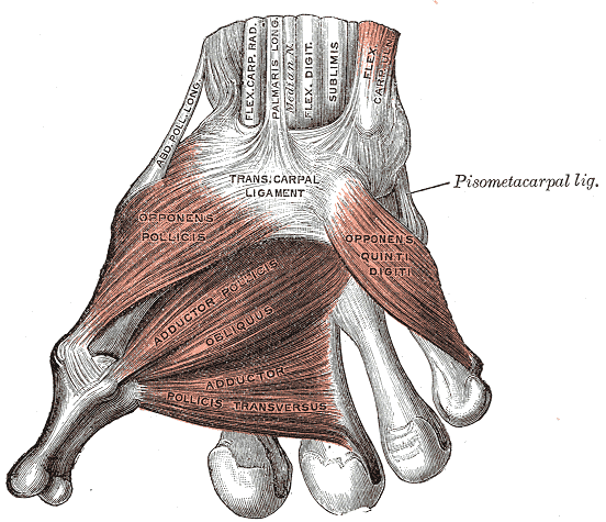 Muscles of the thumb1